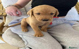Labrador Retriever dogs for sale: Kc Registered Red Labradors - Image 4
