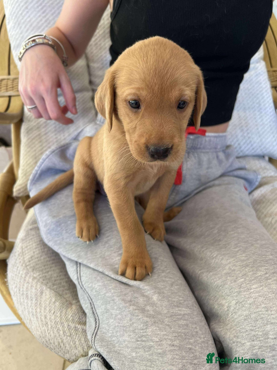 Labrador Retriever dogs for sale: Kc Registered Red Labradors - Image 4