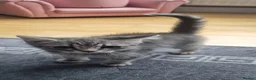 Mixed Breed cats for sale: 🐾 Grey Tabby Kitten – Ready for Loving Home 🐾 - Advert 7