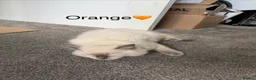 Ragdoll cats for sale: 🩷1 gorgeous bluepoint ragdoll girl left!!🩷 - Advert 5