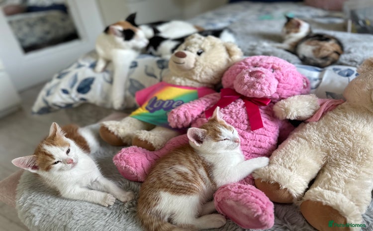 Domestic Shorthair cats - Advert 1