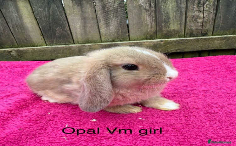 Mini Lop rabbits - Advert 13