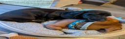 Miniature Dachshund dogs for sale: 2x miniature dachshunds - Advert 15
