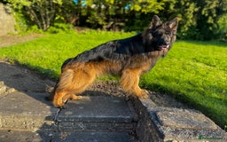 German Shepherd dogs for stud: ⭐️ Health tested, Proven, KC reg GSD ⭐️  - Image 4