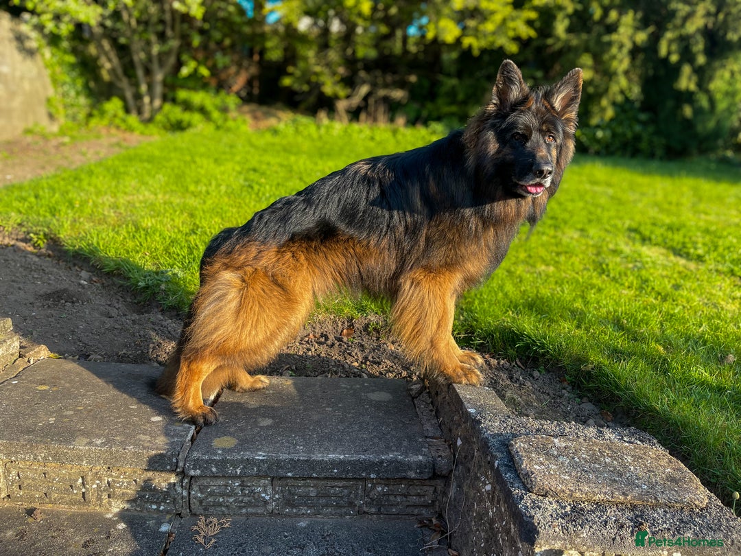 German Shepherd dogs for stud: ⭐️ Health tested, Proven, KC reg GSD ⭐️  - Image 4