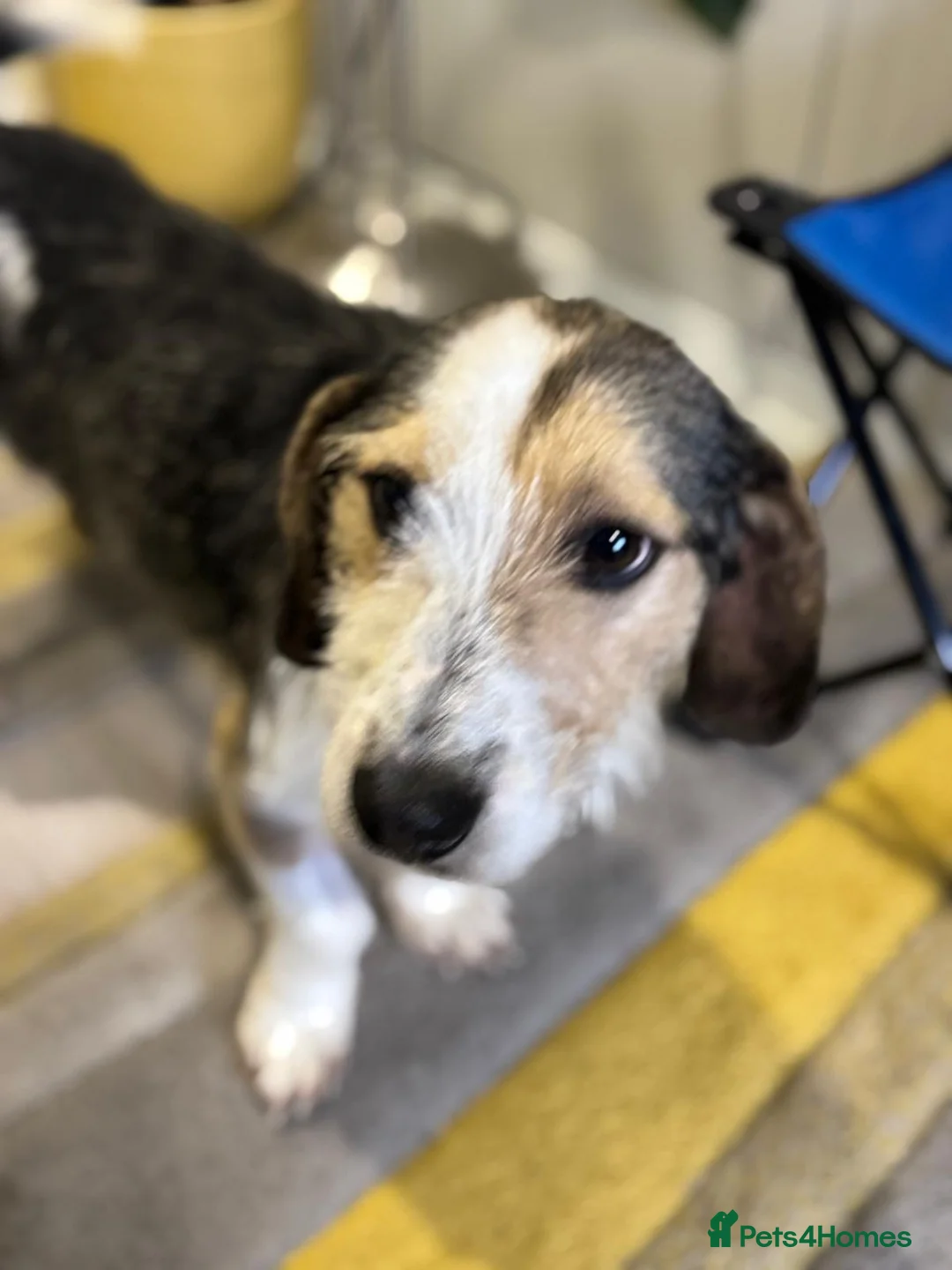 Mixed Breed dogs for adoption: Sweet Rami is looking for LOVE - Advert 3