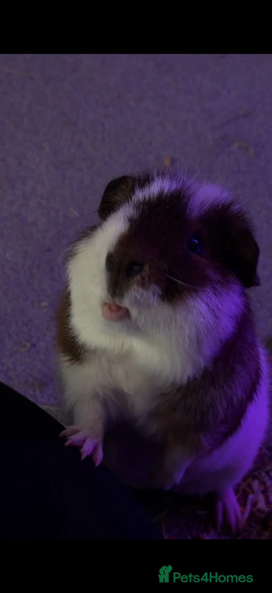 Guinea Pig rodents for sale: 2 male guinea pigs  - Advert 2