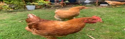Chickens poultry for sale: Tame Burford Brown Light Sussex cross Cockrels in Oxford - Advert 4