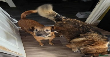 Mixed Breed dogs - Advert 6