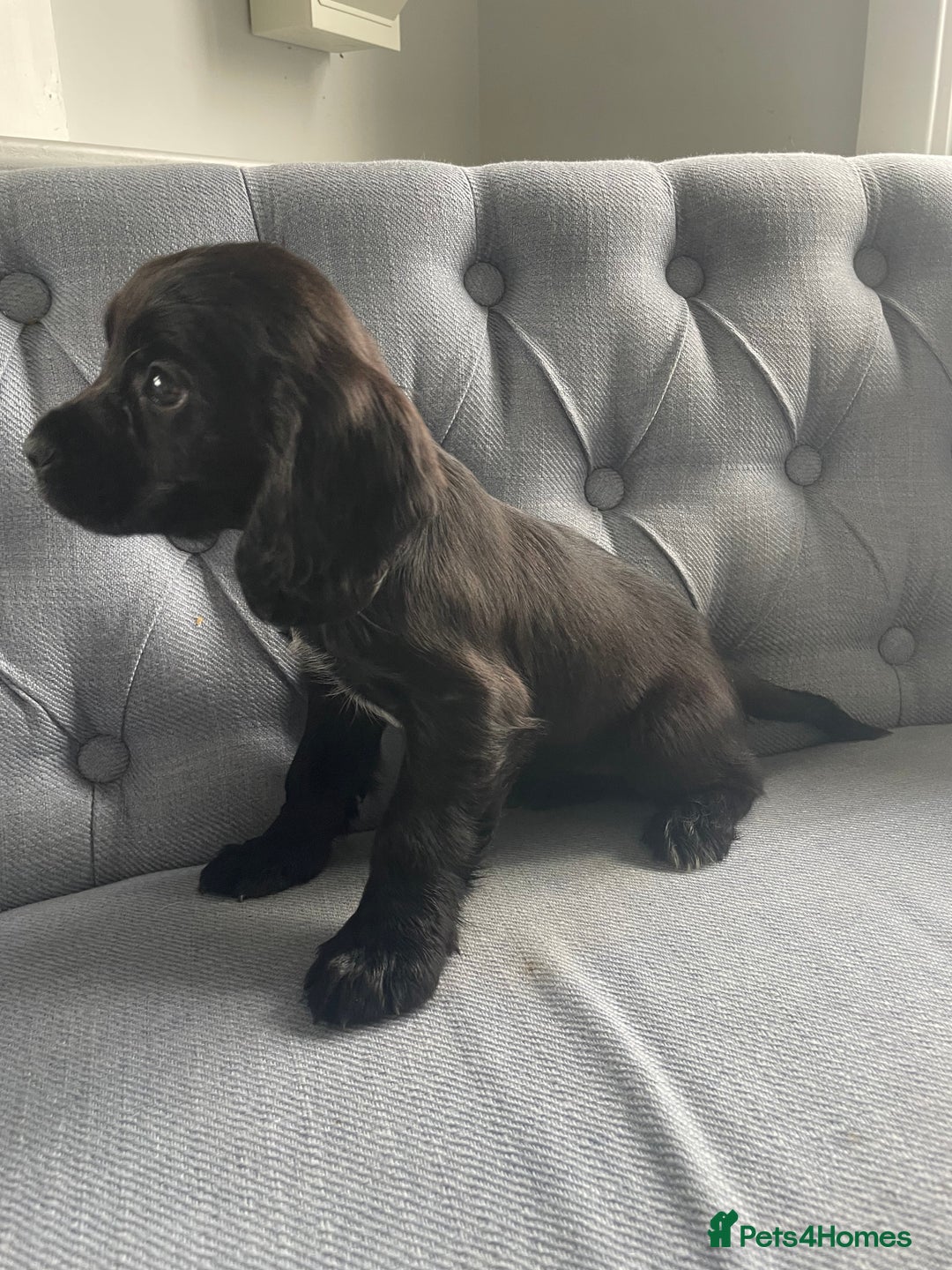 Cocker Spaniel dogs for sale: Cocker spaniels - Image 2
