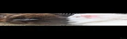 Guinea Pig rodents for sale: Beautiful baby guinea pigs - males and females  - Advert 9