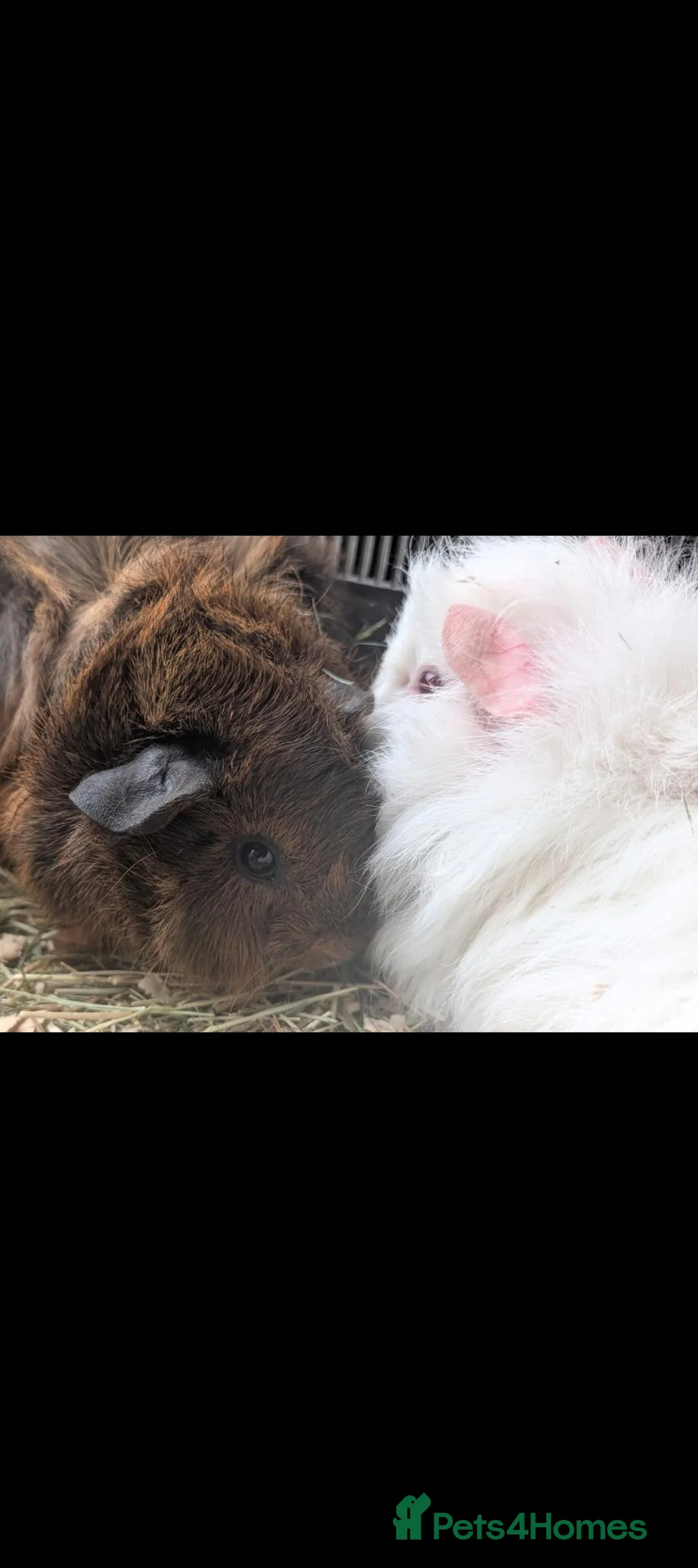 Guinea Pig rodents for sale: Beautiful baby guinea pigs - males and females  - Advert 9