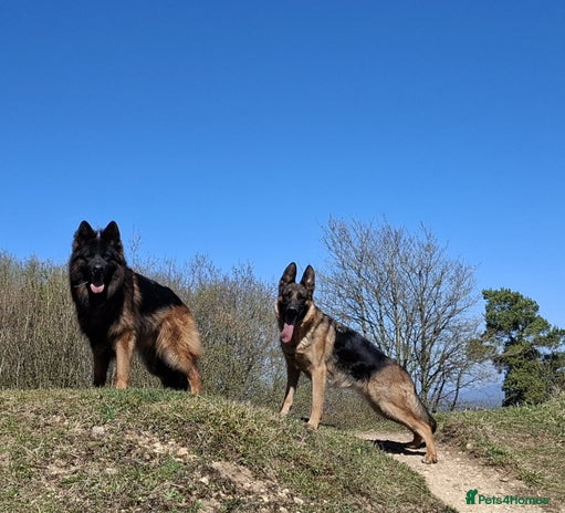 German Shepherd dogs - Advert 5