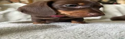 Miniature Dachshund dogs for sale: Beautiful kc miniature dachshund puppies - Advert 7