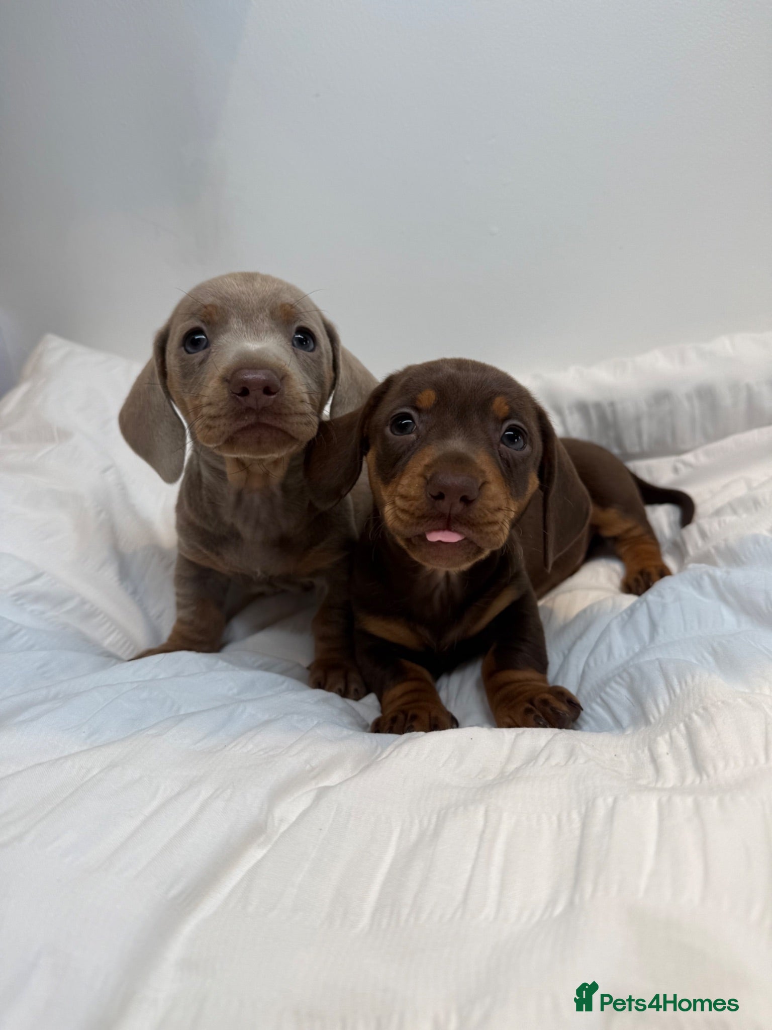 Miniature Dachshund dogs Mini dachshunds  - Advert 12