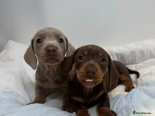 Miniature Dachshund dogs Mini dachshunds - Advert 1
