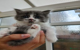 British Longhair cats for sale: British long haired  - Image 16