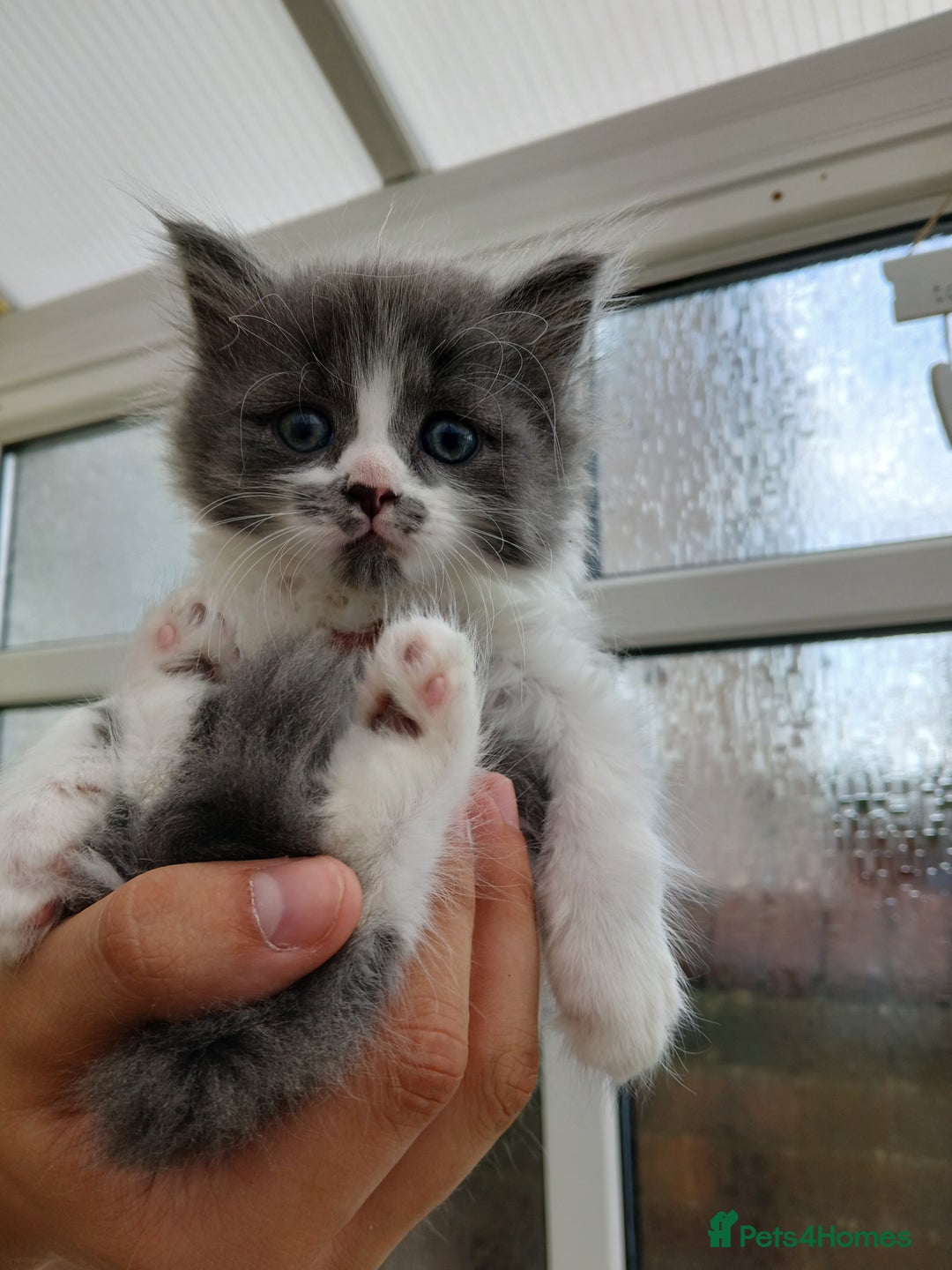 British Longhair cats for sale: British long haired  - Image 16