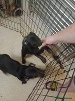 Mixed Breed dogs - Advert 4