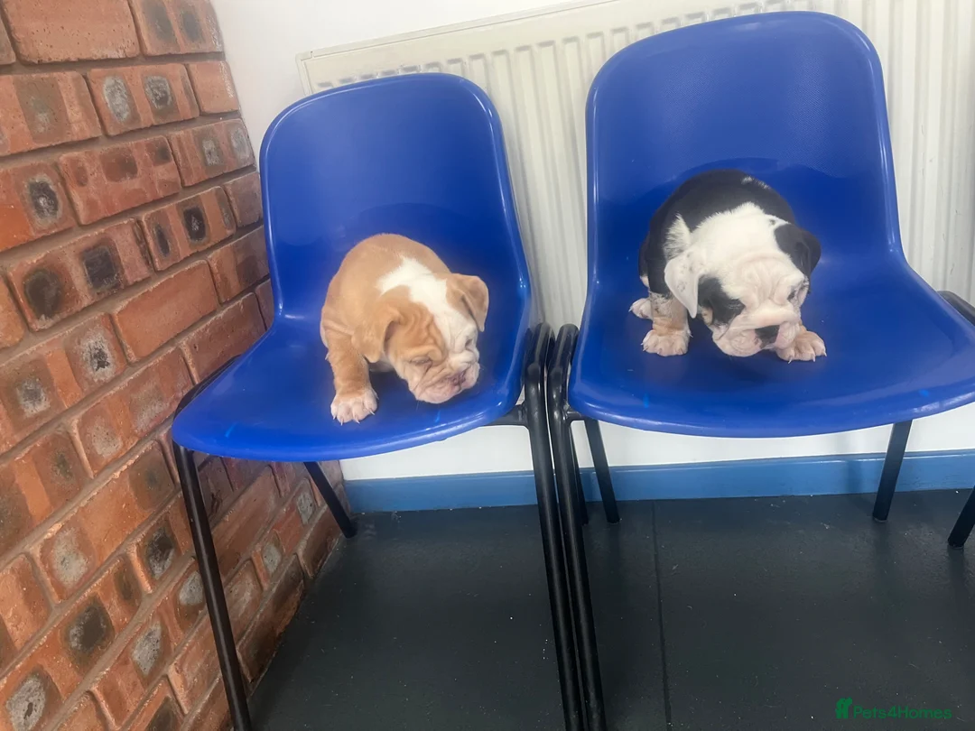 English Bulldog dogs for sale: Dwkc registered mearle pups - Advert 2