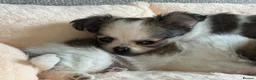 Pomchi dogs for sale: Beautiful female pomchi - Advert 19
