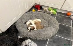 Shih Tzu dogs for sale: Shih tzu puppies for sale - Image 2