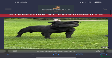 Staffordshire Bull Terrier dogs - Advert 2