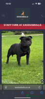 Staffordshire Bull Terrier dogs - Advert 10