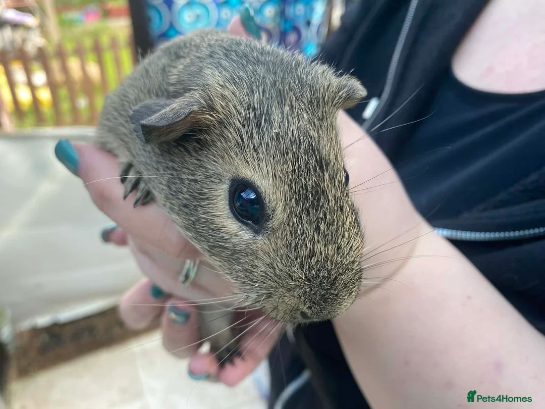 Guinea Pig rodents for sale: Baby guinea pig boys and girls - Advert 2