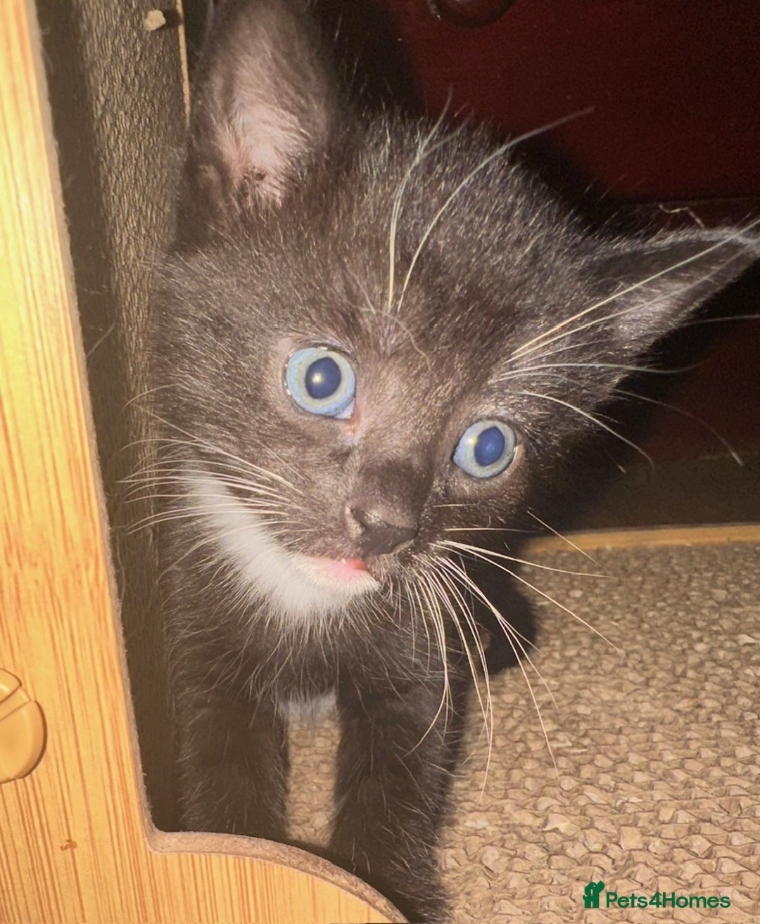 British Shorthair cats for sale: Adorable Black and White Kittens (mixed breed) - Image 13
