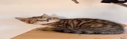 British Shorthair cats for sale: 😻DISCOUNTED PRICE🙀BeautifulBSH Kittens 🐈‍⬛ 🩷💙 - Advert 30