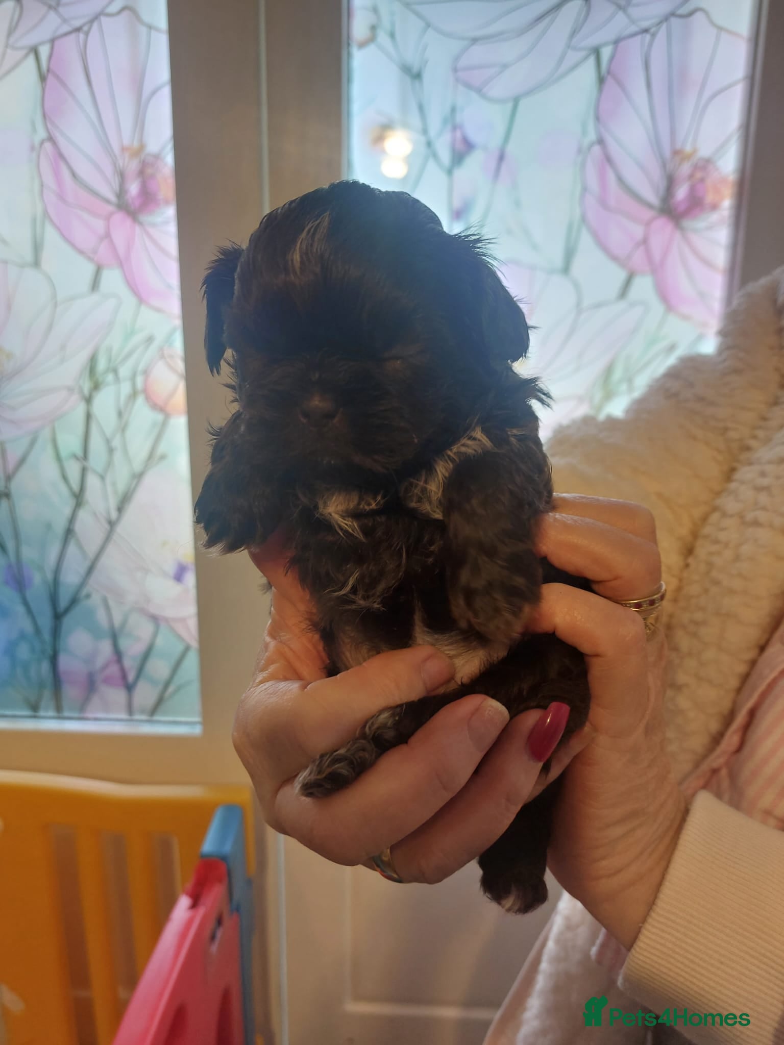 Shih Tzu dogs Imperial Shih Tzu - Advert 6