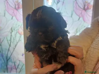 Shih Tzu dogs Imperial Shih Tzu - Advert 6