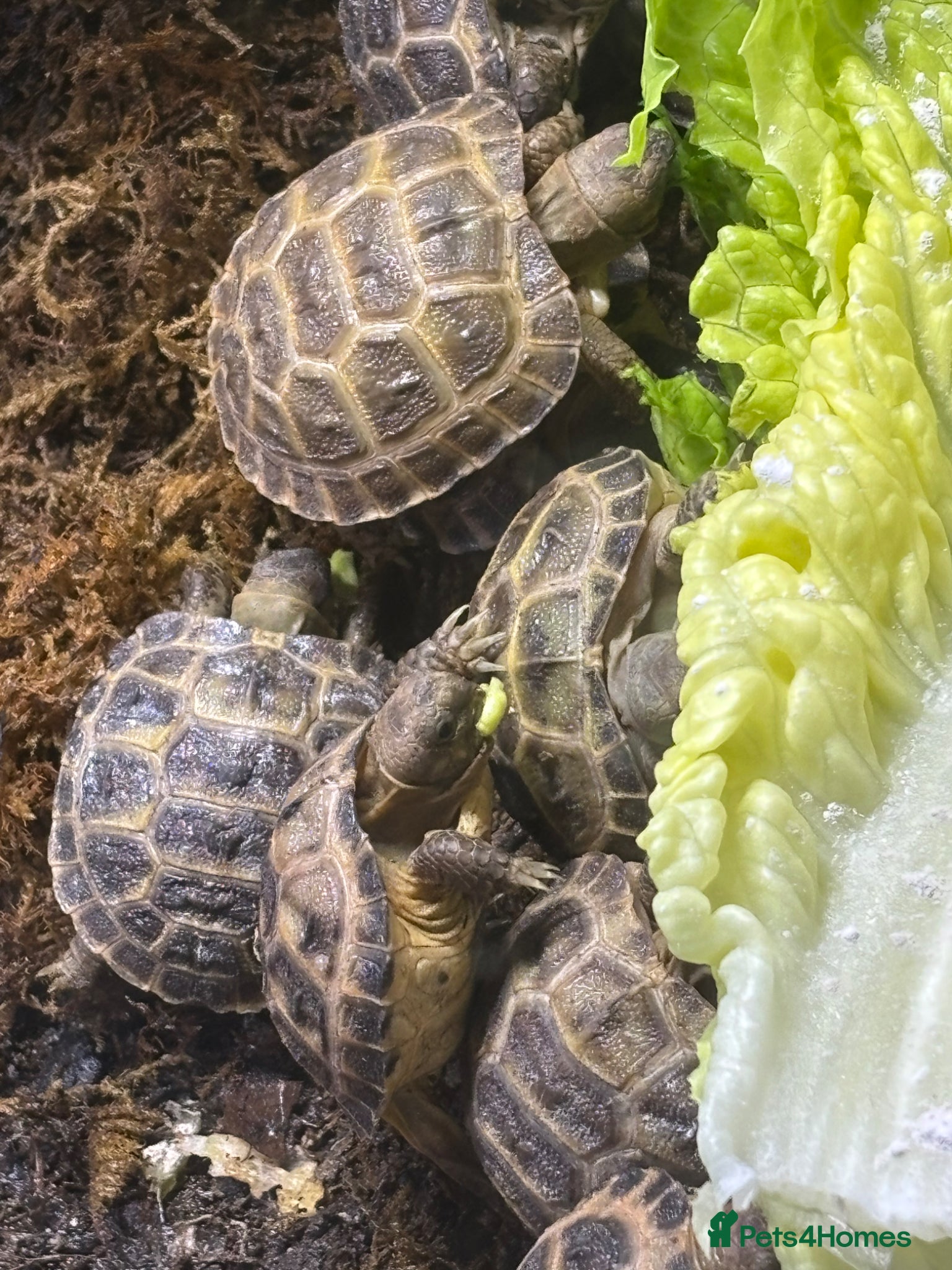 Tortoise reptiles Baby Horsefield Tortoises for sale - Advert 2