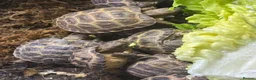 Tortoise reptiles for sale: Baby Horsefield Tortoises for sale - Advert 2