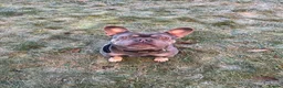 French Bulldog dogs for sale: French bulldog  - Advert 3