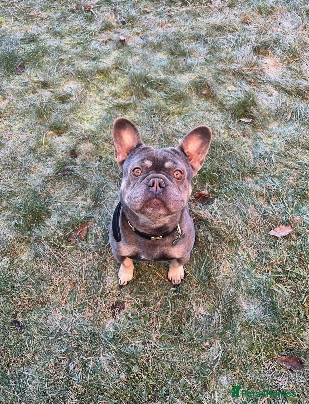 French Bulldog dogs for sale: French bulldog  - Advert 3