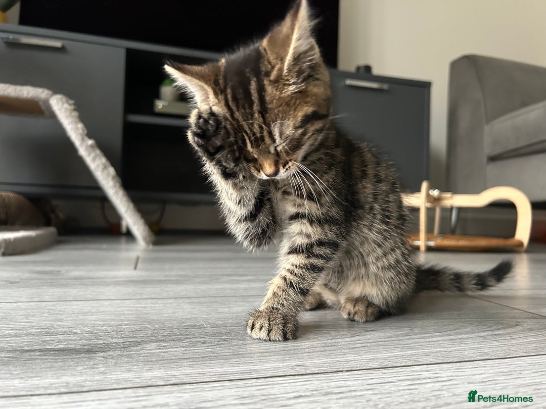 Mixed Breed cats for sale: Adorable kittens for sale  - Image 13