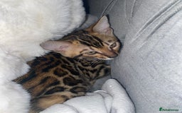 Bengal cats for sale: Top quality bred! Healthy bengal kitten  - Image 1