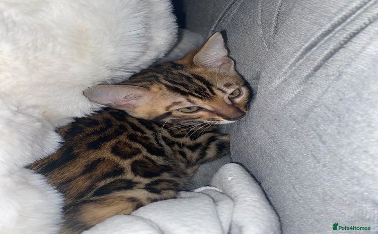 Bengal cats - Advert 12