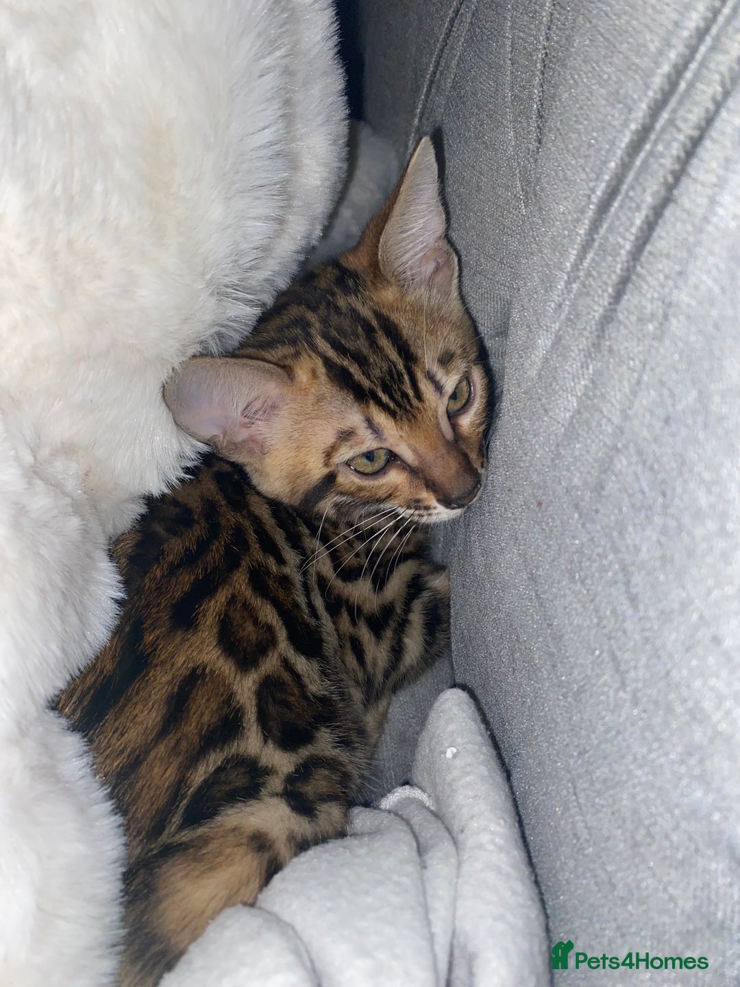 Bengal cats for sale: Top quality bred! Healthy bengal kitten  - Image 1
