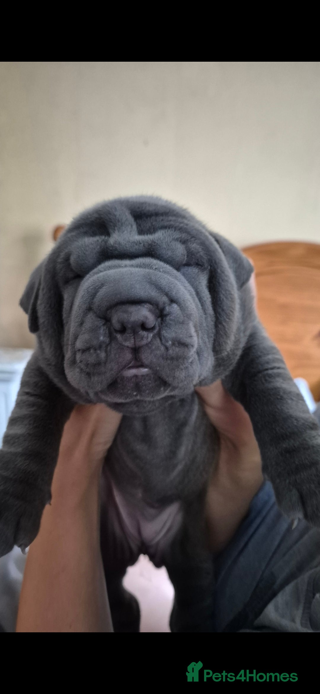 Mixed Breed dogs for sale: Cane corso x shar pei  - Image 4