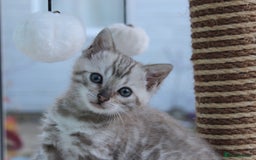 Bengal cats for sale: CUTE BENGAL KITTENS AVAILABLE - Image 4