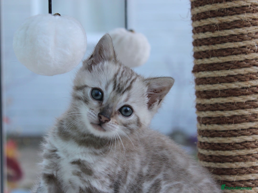 Bengal cats for sale: CUTE BENGAL KITTENS AVAILABLE - Image 4