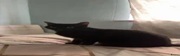 Domestic Shorthair cats for sale: Kittens  - Advert 2