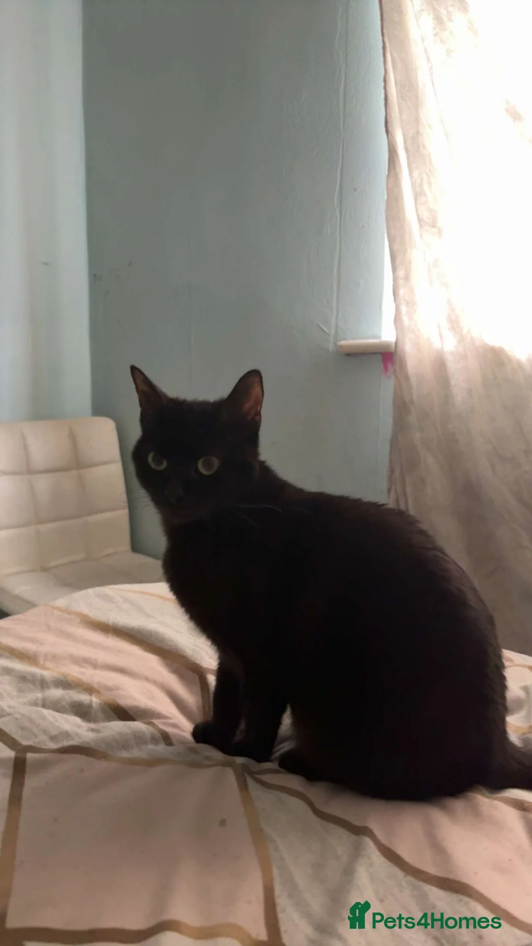 Domestic Shorthair cats for sale: Kittens  - Advert 2