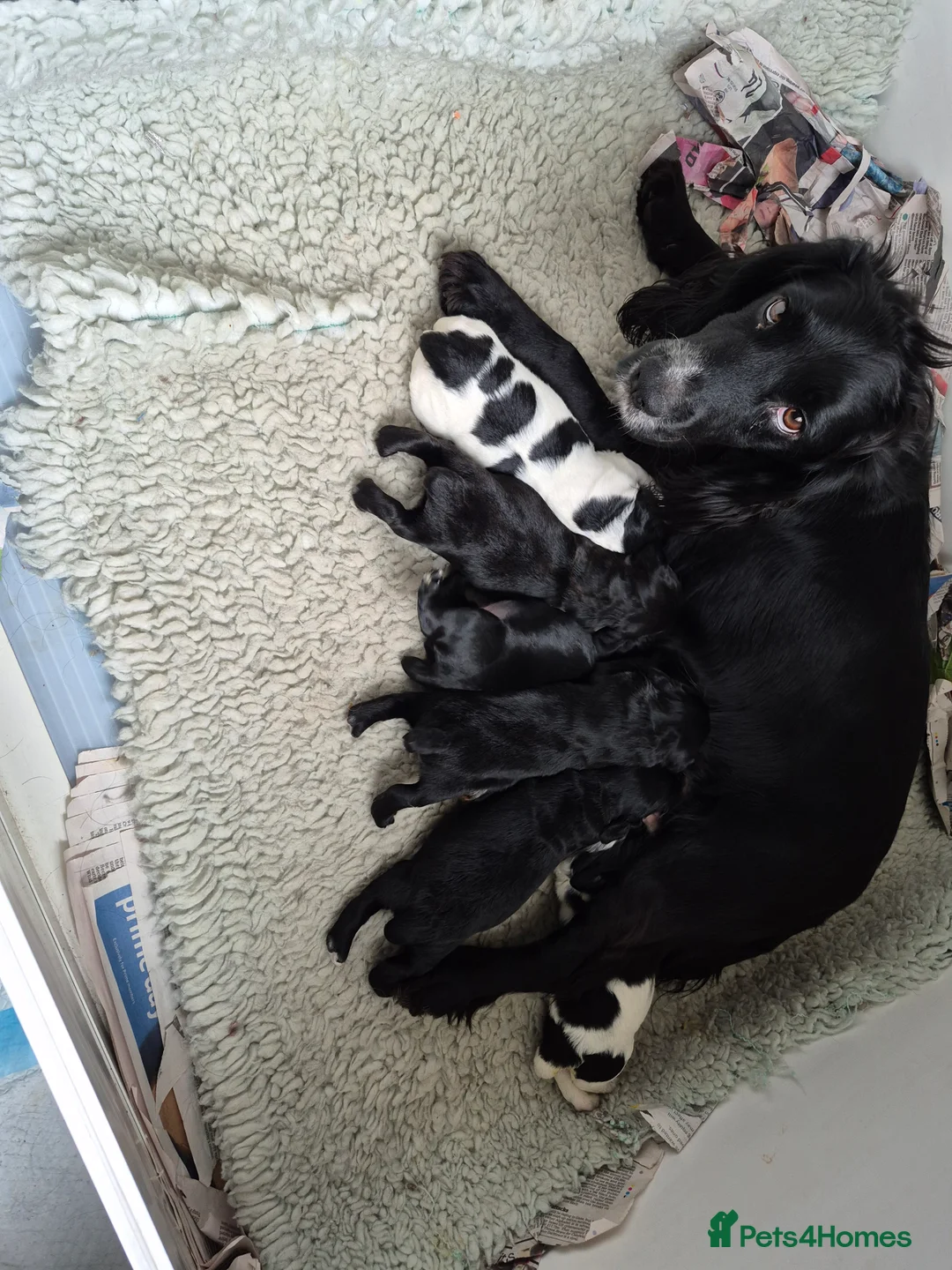 Cocker Spaniel dogs for sale: Cocker Spaniel puppies - Advert 1