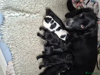 Cocker Spaniel dogs Cocker Spaniel puppies - Advert 16