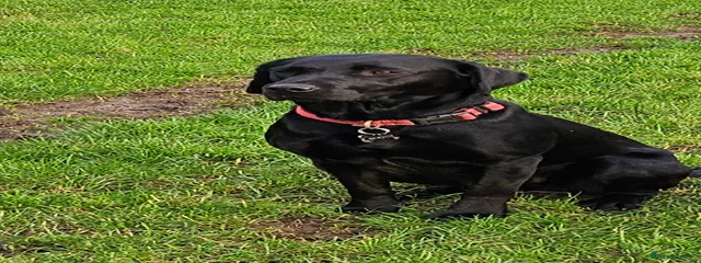 Rosie