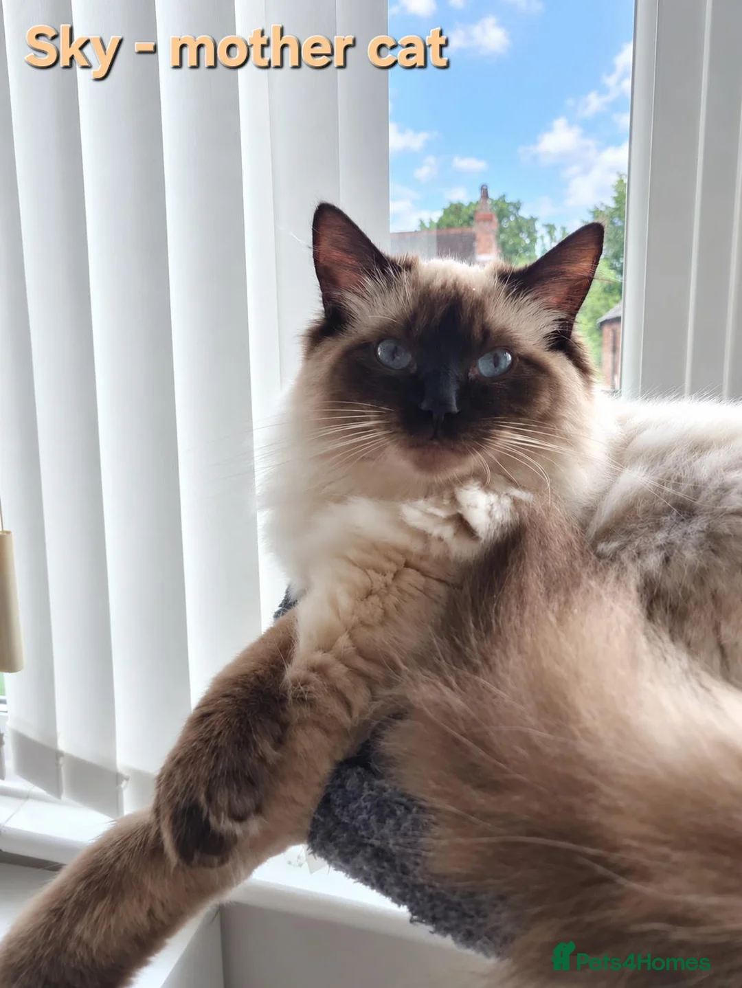 Ragdoll cats for sale: Ragdoll kittens (5 males/2 females) - Advert 2